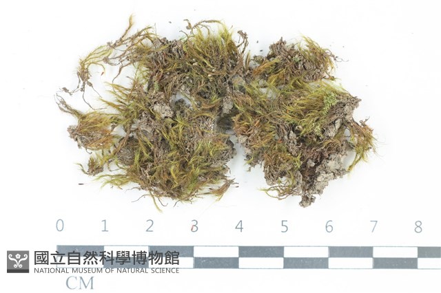 登錄號:B00005436藏品圖，第1張