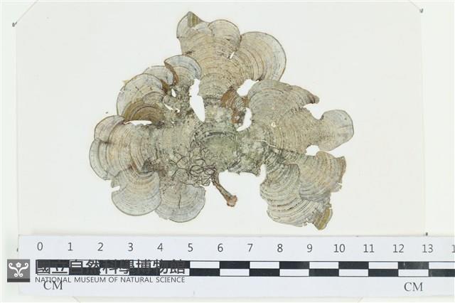 南方團扇藻藏品圖，第1張