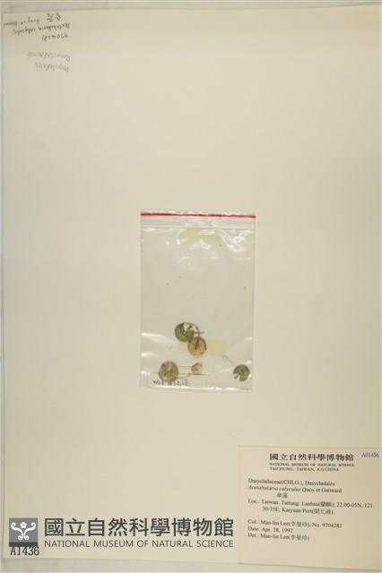 傘藻藏品圖，第3張