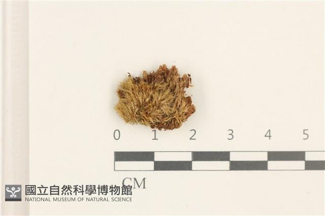 登錄號:B00013436藏品圖，第1張