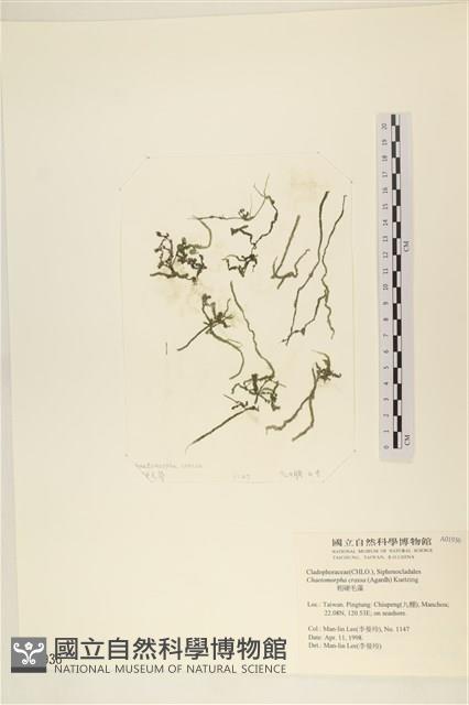 粗硬毛藻, 綠苔藏品圖，第1張