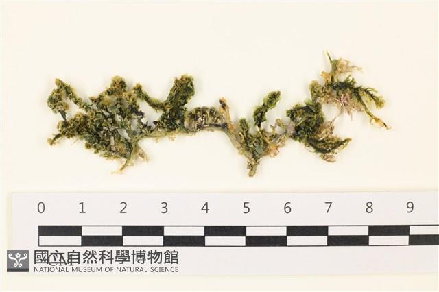 盾葉蕨藻藏品圖，第1張