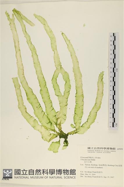 長片石蓴, 裂片石蓴藏品圖，第1張