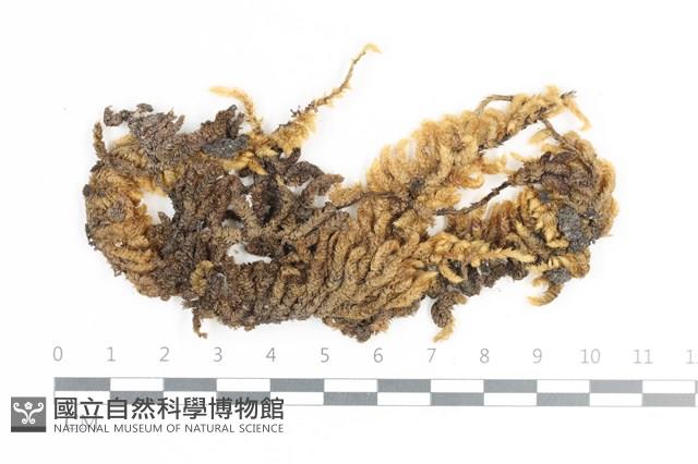 毛扭蘚藏品圖，第1張