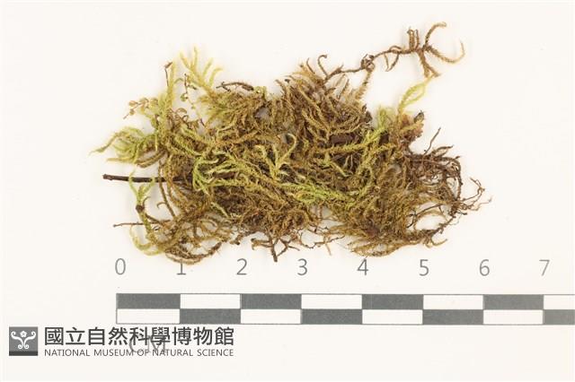 登錄號:B00020336藏品圖，第1張