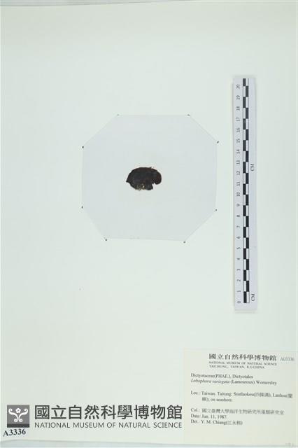 登錄號:A00003336藏品圖，第3張