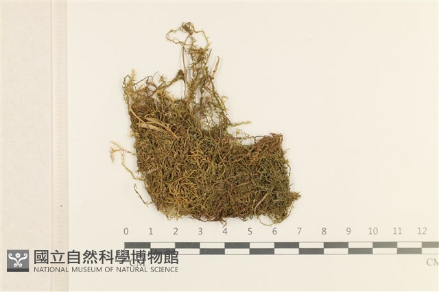 濕原蘚藏品圖，第1張