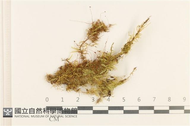 偏葉蘚藏品圖，第1張