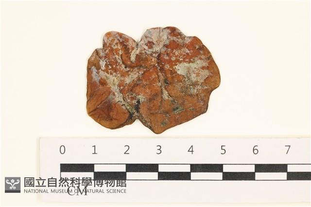 袋苔, 囊藻藏品圖，第1張