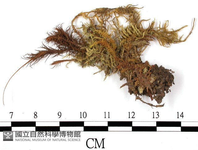 擬金髮蘚藏品圖，第1張