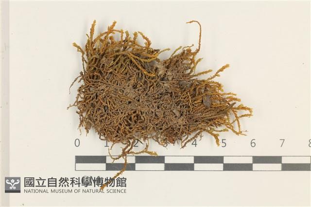 小牛舌蘚藏品圖，第1張