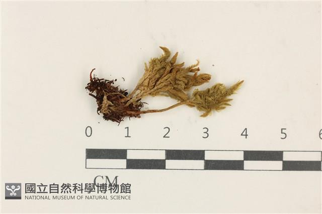 登錄號:B00009656藏品圖，第1張