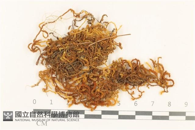 登錄號:B00004656藏品圖，第1張