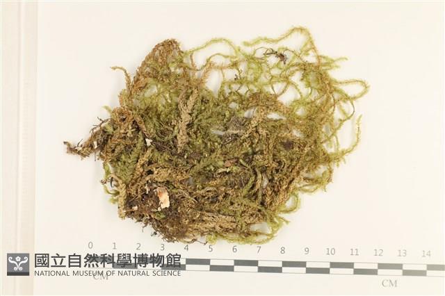 登錄號:B00011656藏品圖，第1張