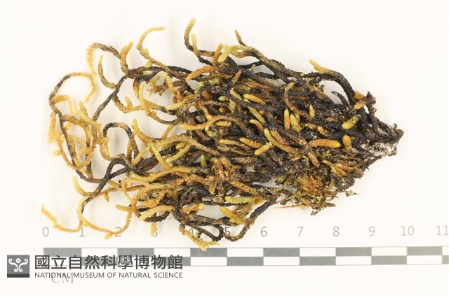 登錄號:B00010656藏品圖，第1張