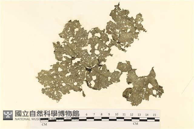 小網藻, 日本小網藻藏品圖，第1張