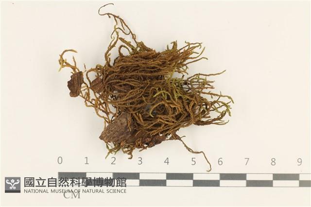 狹葉牛舌蘚藏品圖，第1張
