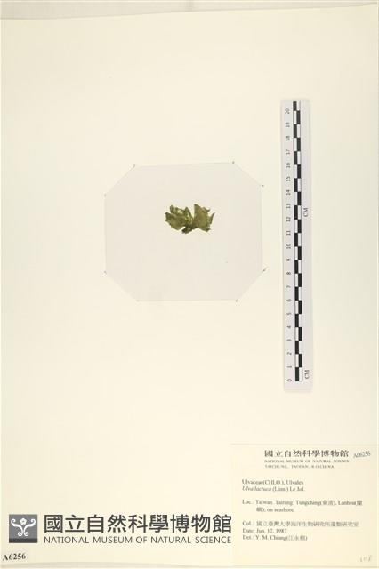 大石蓴, 石蓴藏品圖，第3張