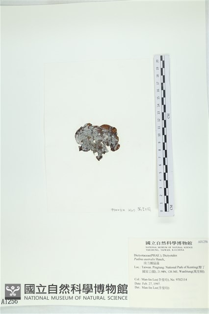 南方團扇藻藏品圖，第3張