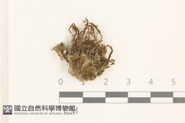 登錄號:B00013256藏品圖，第1張