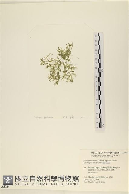 指枝藻藏品圖，第1張