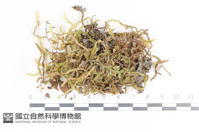 毛扭蘚藏品圖，第1張