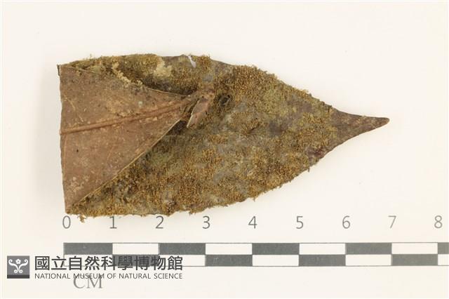 登錄號:B00019056藏品圖，第1張