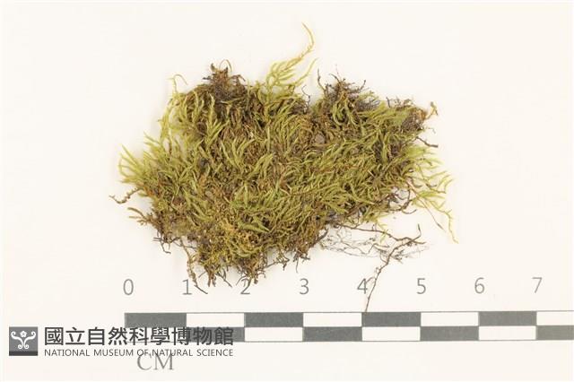 登錄號:B00014056藏品圖，第1張