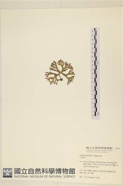 登錄號:A00005056藏品圖，第3張