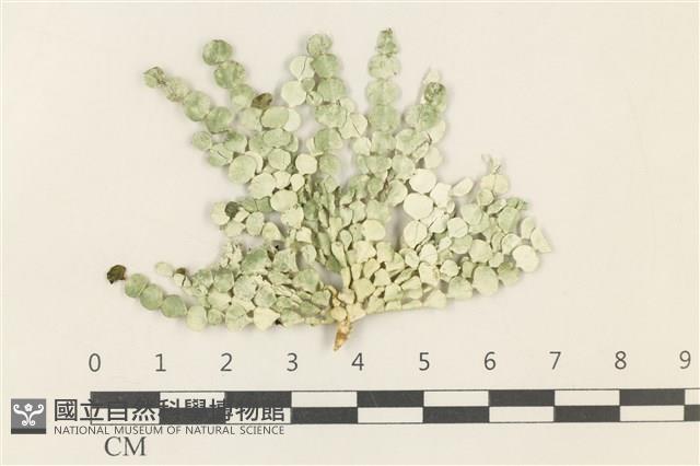 盤狀仙掌藻藏品圖，第1張