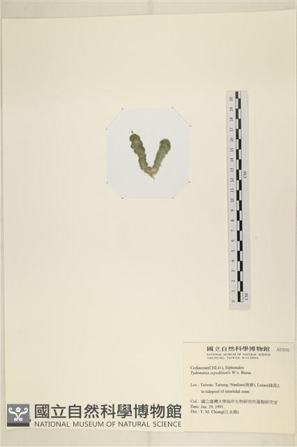 瘤枝藻藏品圖，第3張