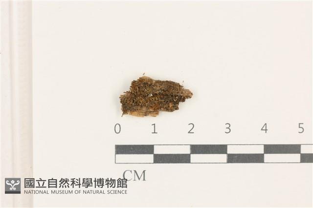 登錄號:B00019156藏品圖，第1張