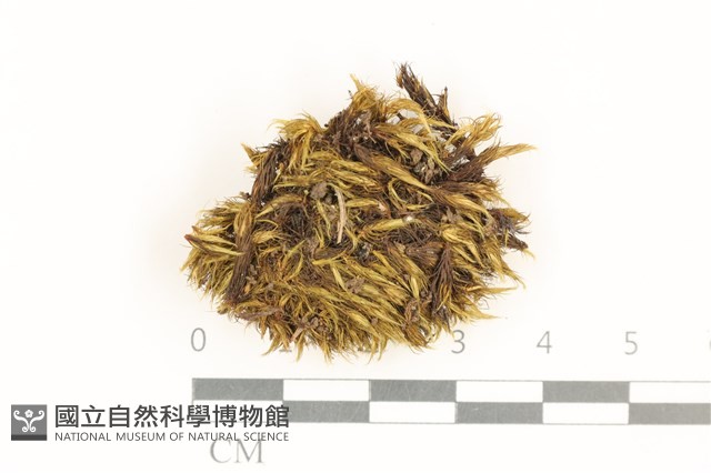 登錄號:B00015156藏品圖，第1張