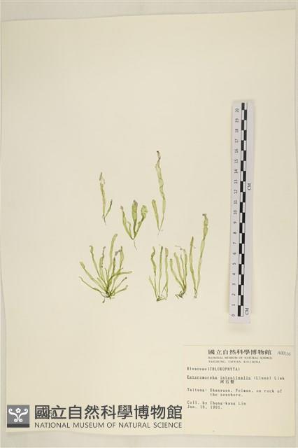 腸滸苔, 河石髮藏品圖，第1張