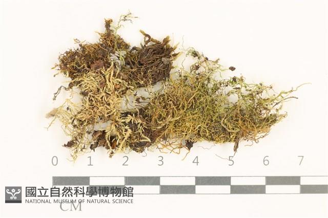 登錄號:B00017556藏品圖，第1張