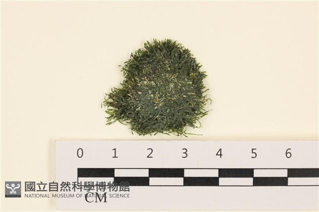 登錄號:A00005556藏品圖，第1張