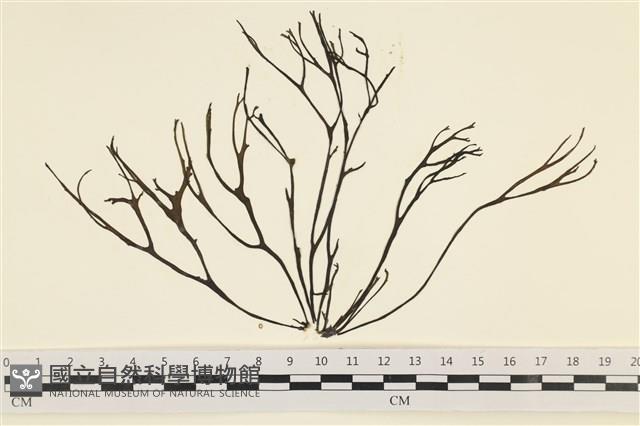 海鹿角苔藏品圖，第1張