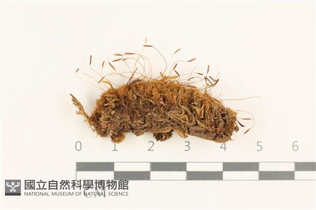 登錄號:B00014456藏品圖，第1張