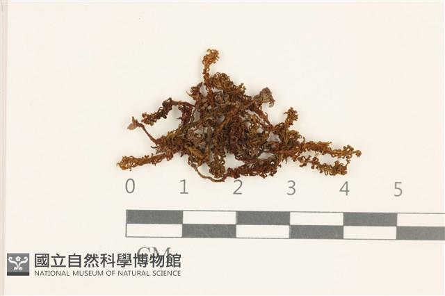 蛇苔藏品圖，第1張