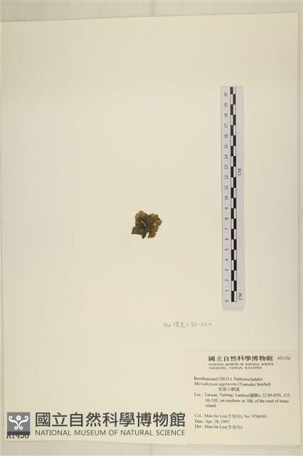 黑葉小網藻藏品圖，第3張