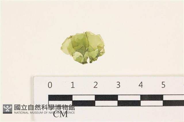 茶花石蓴, 牡丹菜藏品圖，第1張