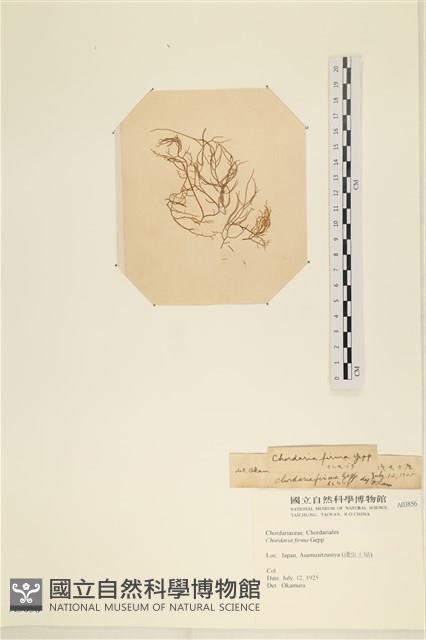 登錄號:A00003856藏品圖，第1張