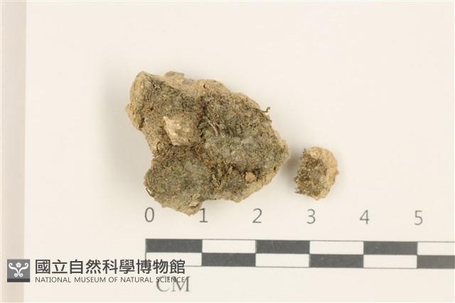 刺葉護蒴苔藏品圖，第1張