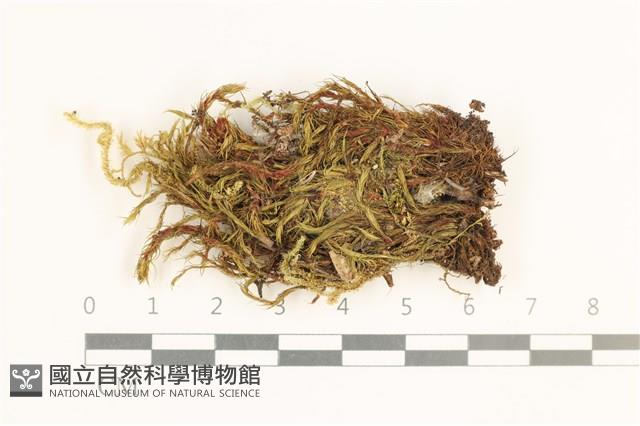 登錄號:B00020356藏品圖，第1張