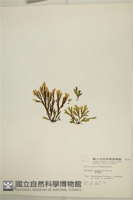 厚緣藻藏品圖，第3張
