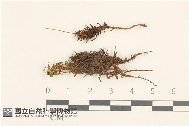 仙鶴蘚藏品圖，第1張