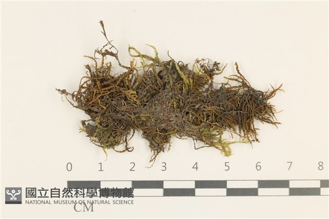 登錄號:B00008626藏品圖，第1張