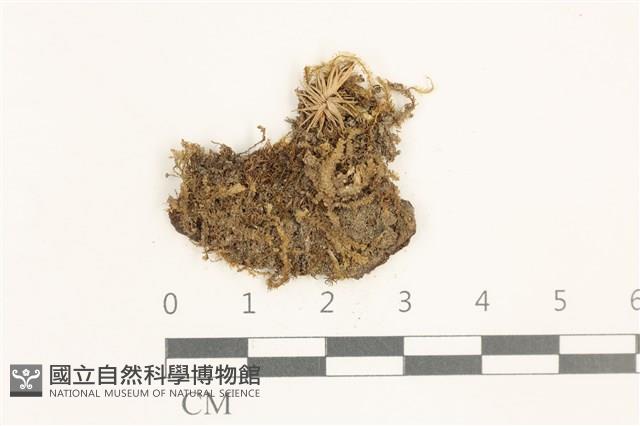 登錄號:B00019626藏品圖，第1張