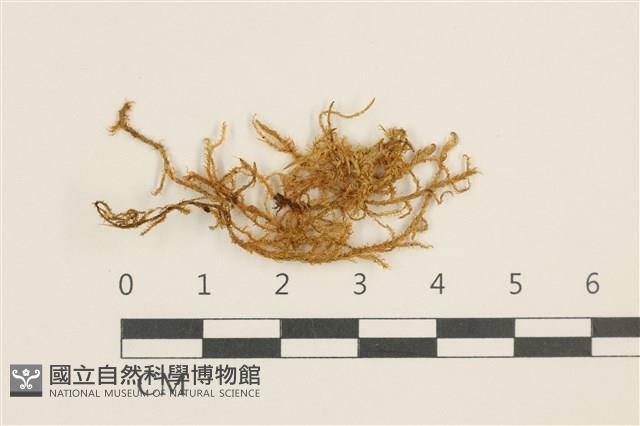 大葉濕原蘚藏品圖，第1張