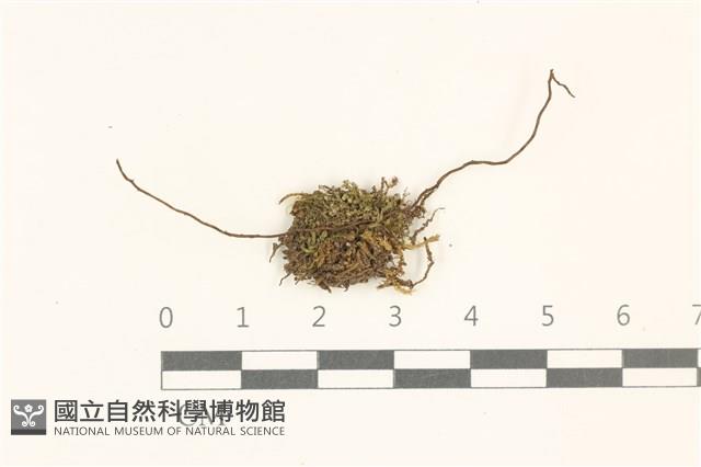 登錄號:B00014626藏品圖，第1張